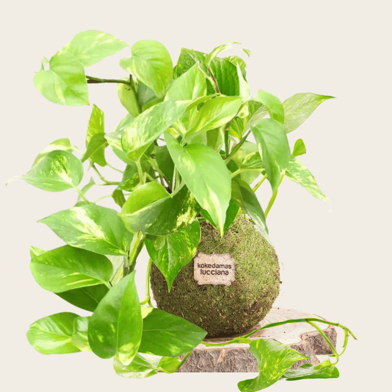 Kokedama Potus