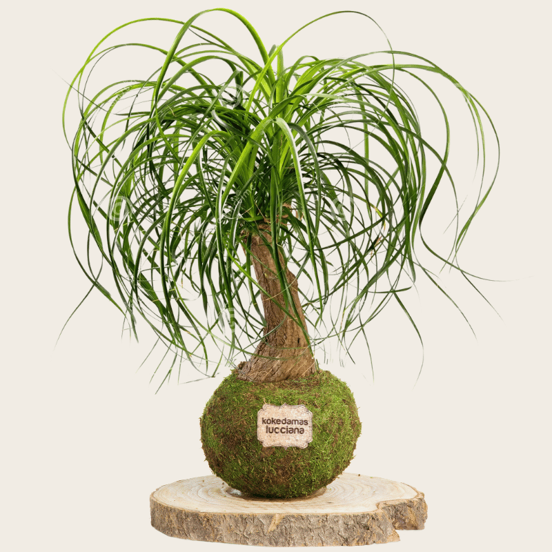 Kokedama Beaucarnea