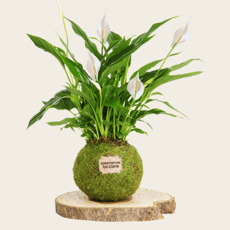 Kokedama Lirio de la Paz