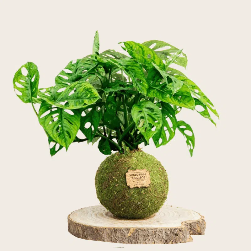 Kokedama Monstera