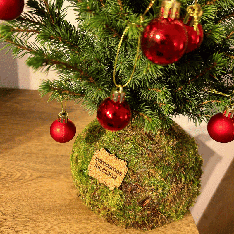 Kokedema Abeto - Imagen 3