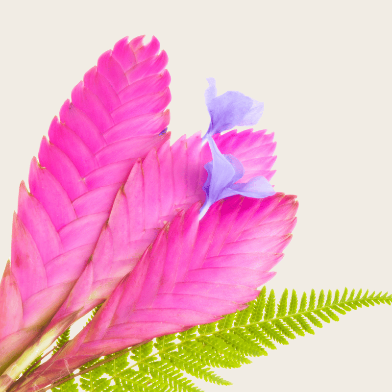 Kokedama Tillandsia Rosa - Imagen 4