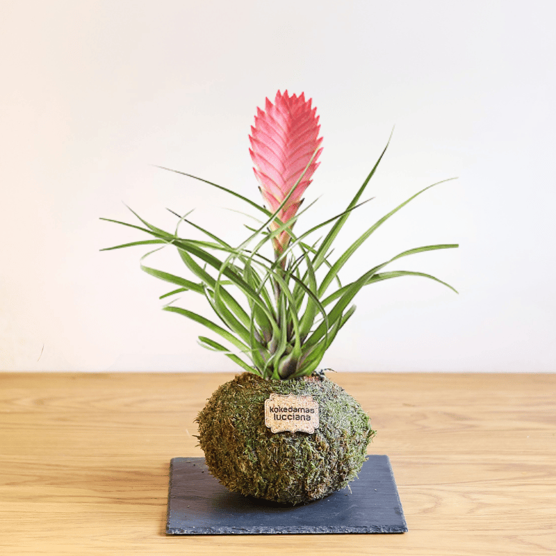 Kokedama Tillandsia Rosa - Imagen 2