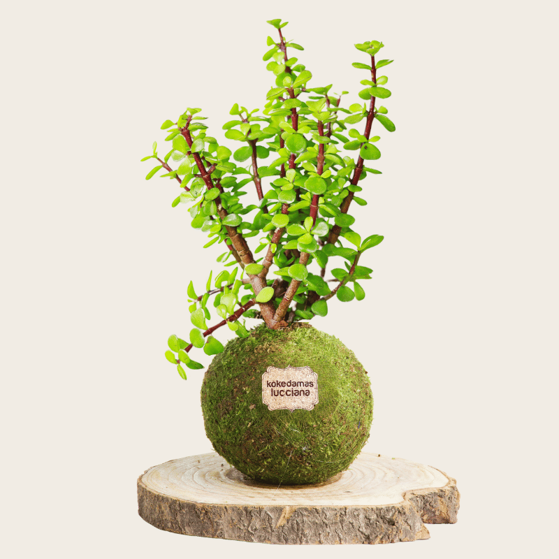 Kokedama de Jade