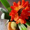 Kokedama Clívia Naranja - Kokedamas Lucciana