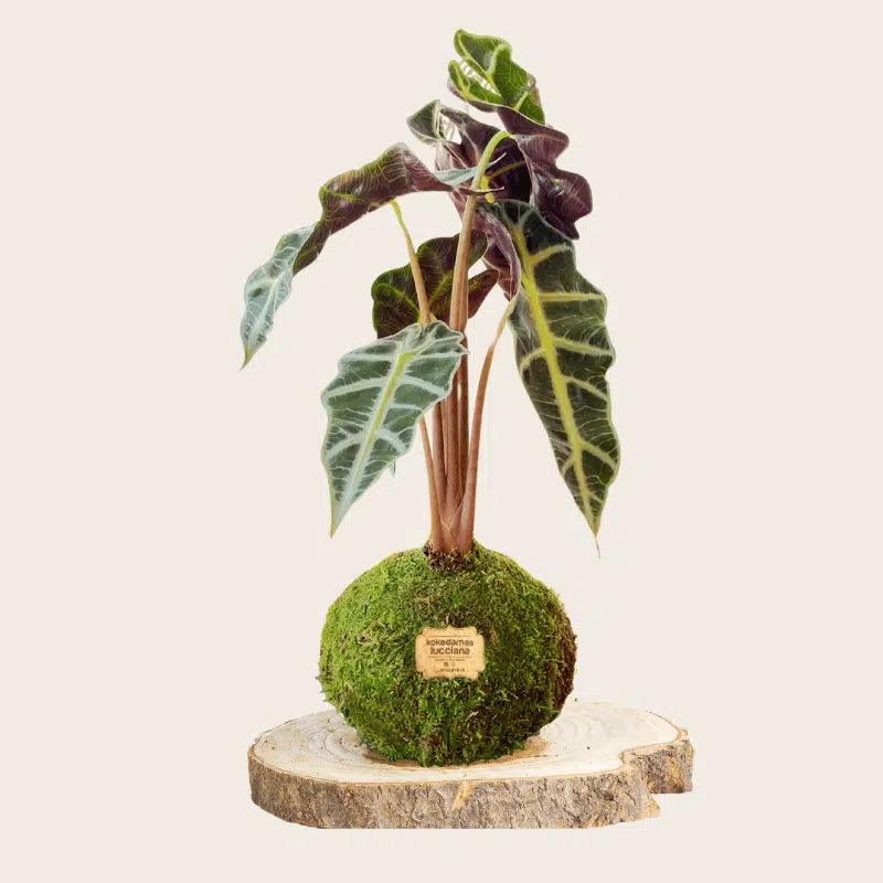 Kokedama de Alocasia