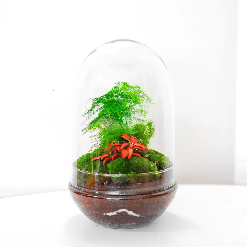 Terrario Brasilia - Kokedamas Lucciana