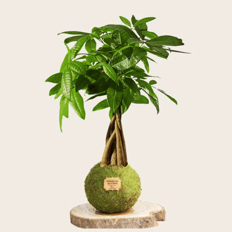 Kokedama de Pachira Trenzada