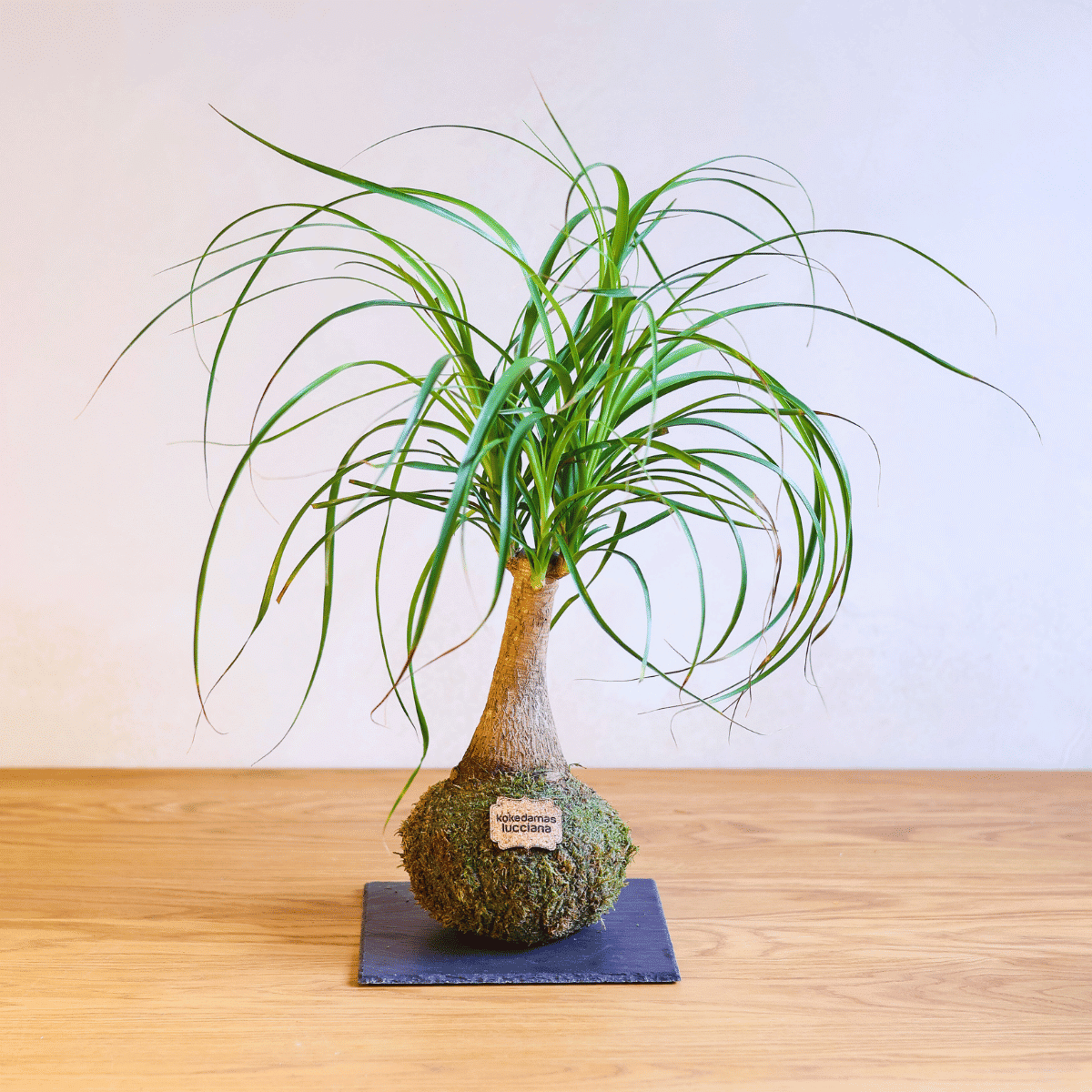 Kokedama Beaucarnea - Imagen 3