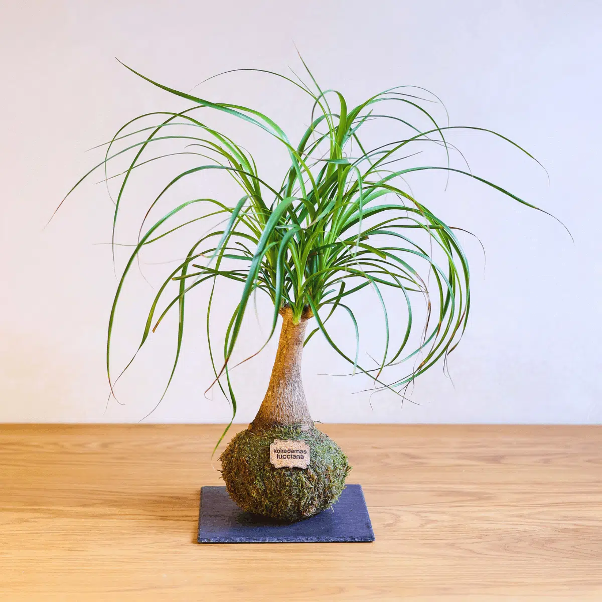 Kokedama Beaucarnea - Imagen 3