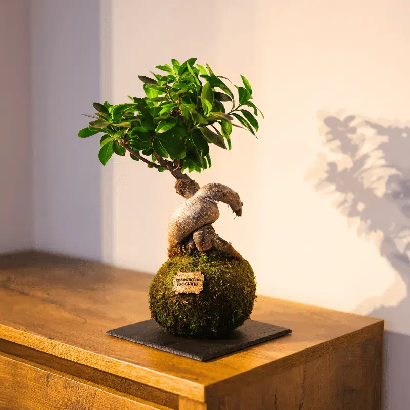 Kokedama Ficus Ginseng - Imagen 3