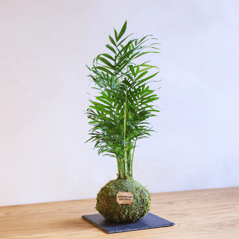 Kokedama Palmera - Imagen 3