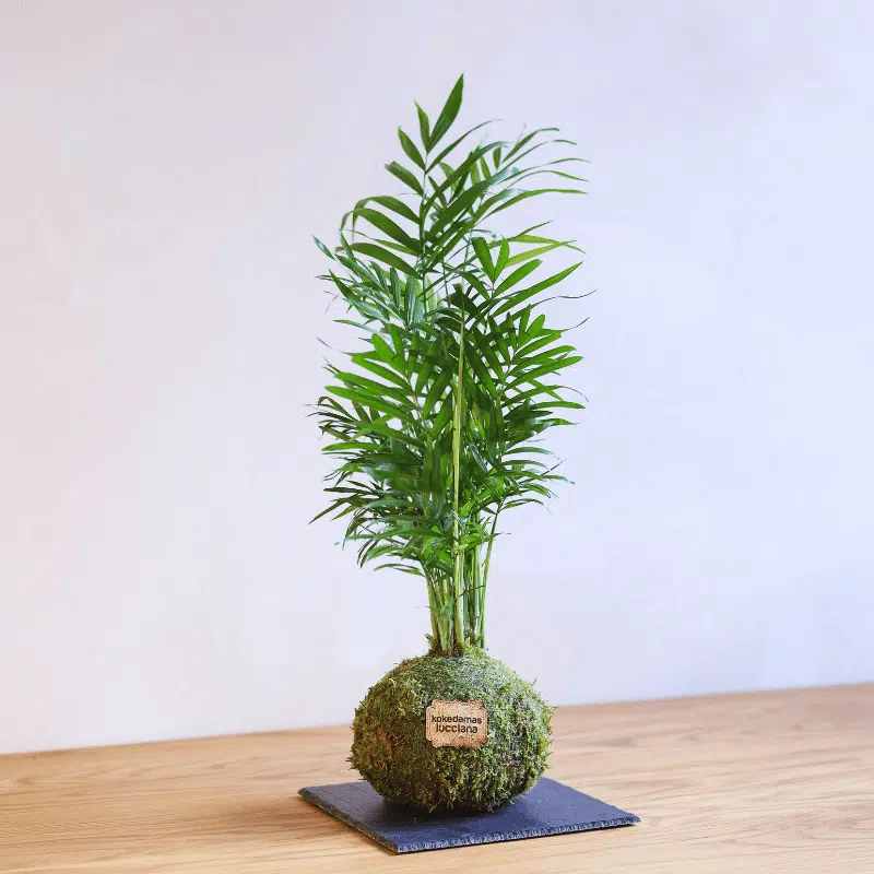 Kokedama Palmera - Imagen 3