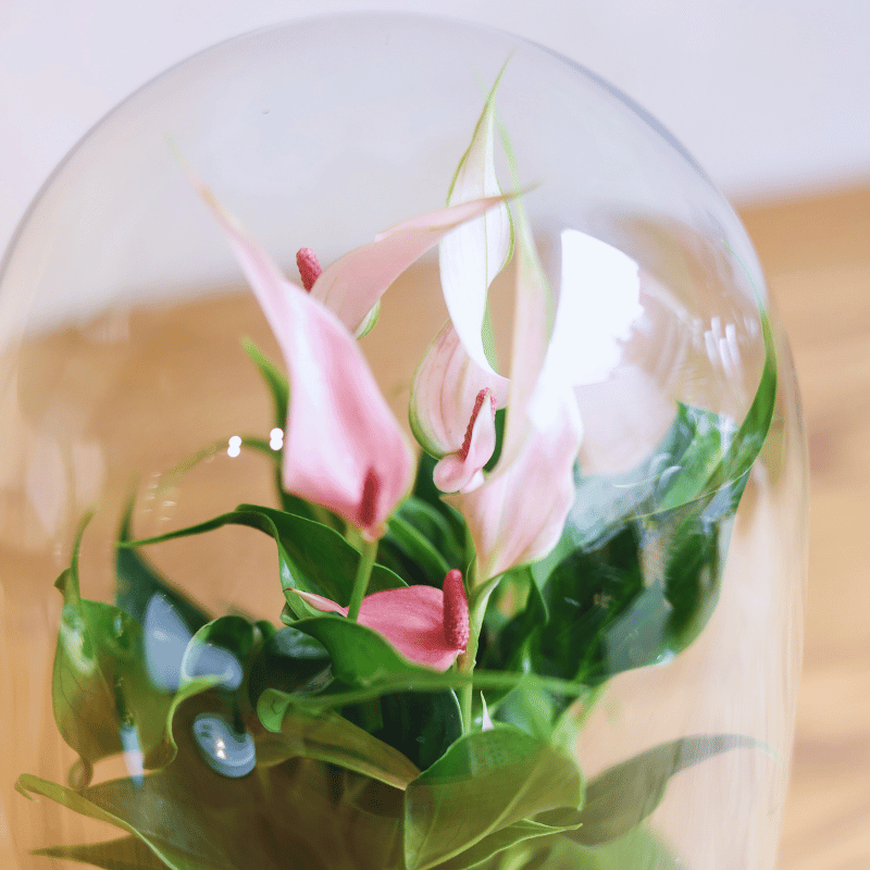 Terrario Guatemala - Imagen 3