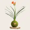 Kokedama Clívia Naranja - Kokedamas Lucciana