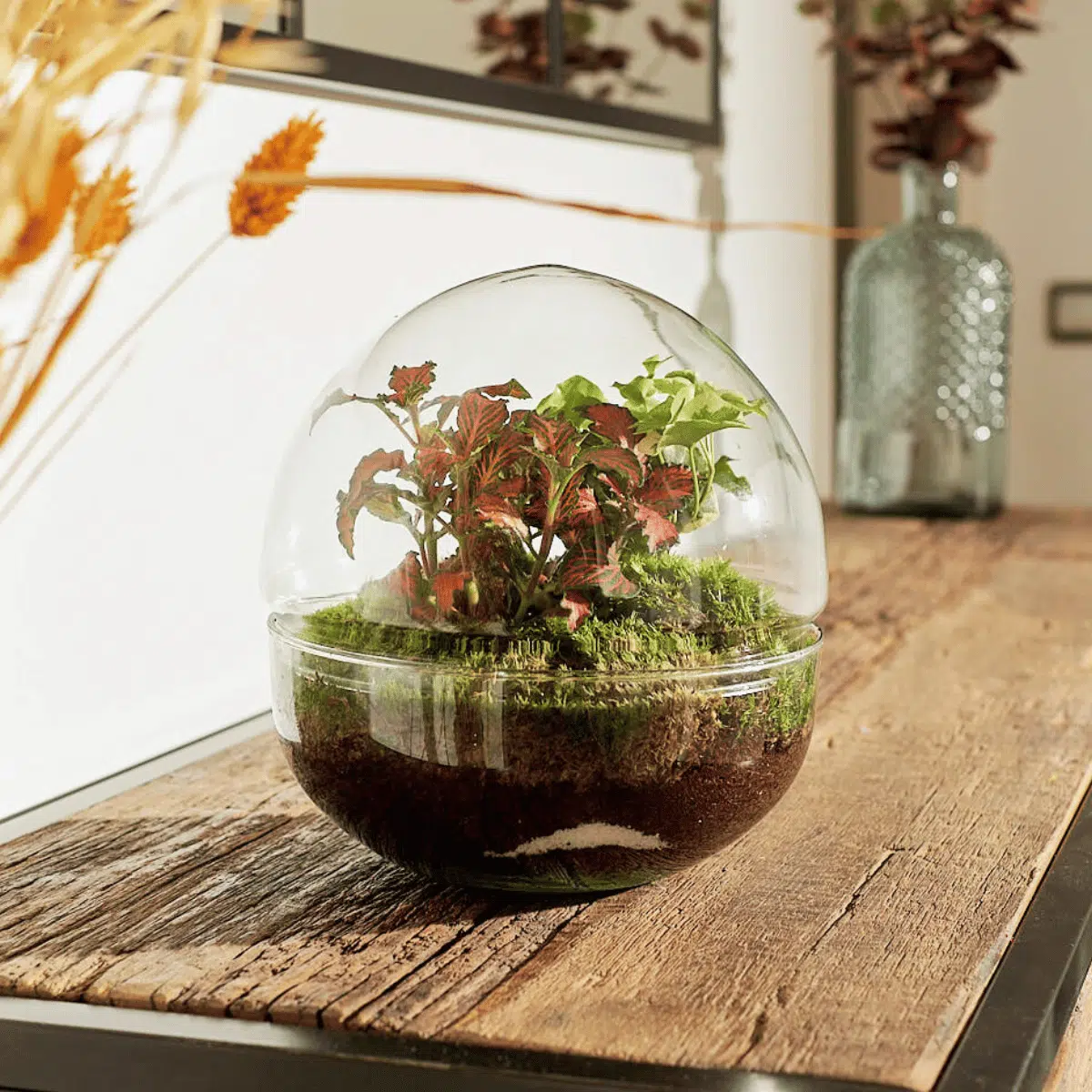 Terrario Cusco - Imagen 4