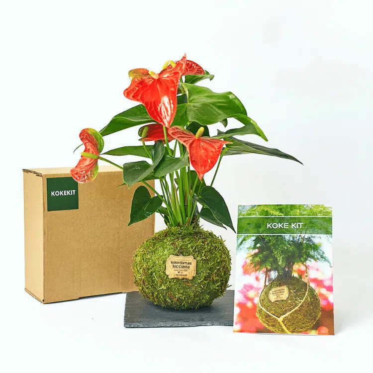 Kit de Kokedama de Anturio Rojo