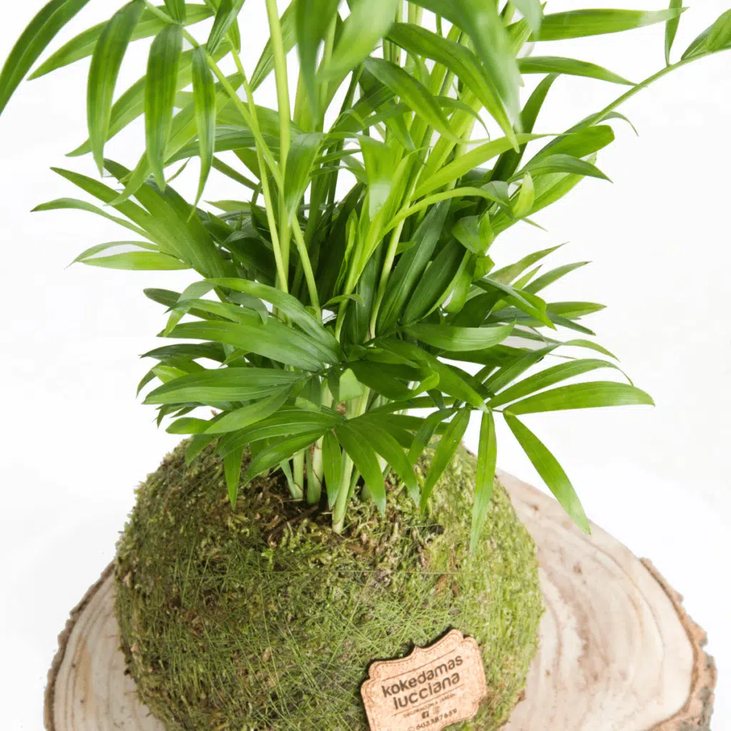 Kokedama Palmera Chamaedorea - Kokedamas Lucciana