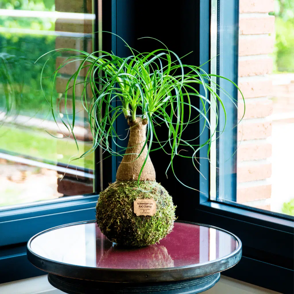 Kokedama Beaucarnea - Kokedamas Lucciana