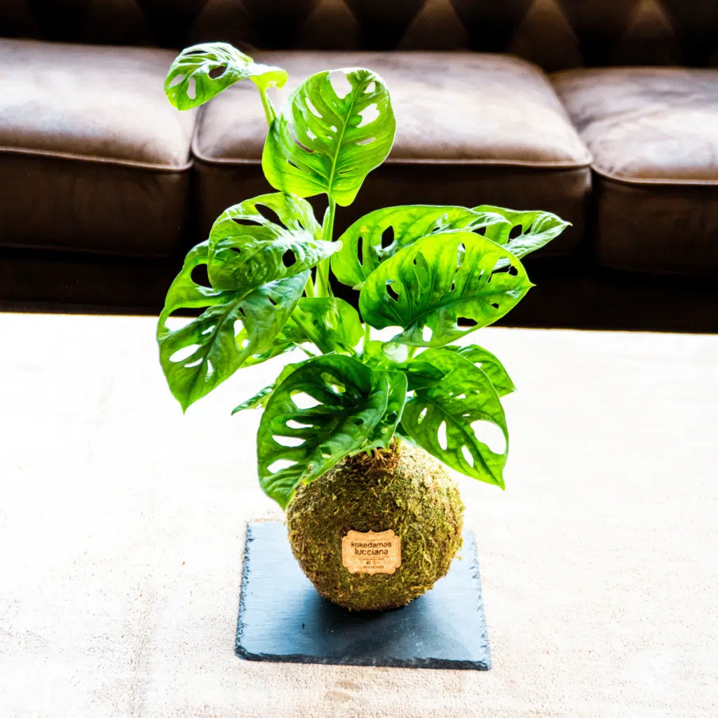 Kokedama Monstera - Kokedamas Lucciana