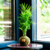 Kokedama Palmera - Kokedamas Lucciana