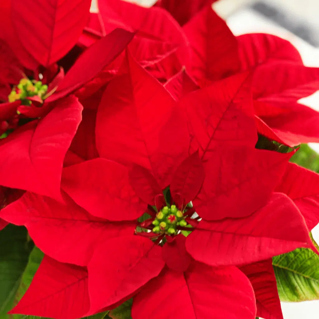 Kokedama Poinsettia - Kokedamas Lucciana