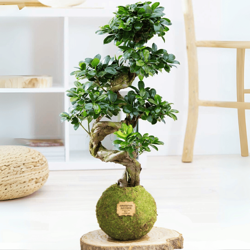 Kokedama Ficus Ginseng XL - Imagen 2