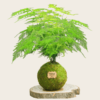 Kokedama Esparraguera Plumosa - Kokedamas Lucciana