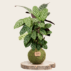 Kokedama Calathea - Kokedamas Lucciana