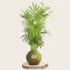 Kokedama Palmera - Kokedamas Lucciana