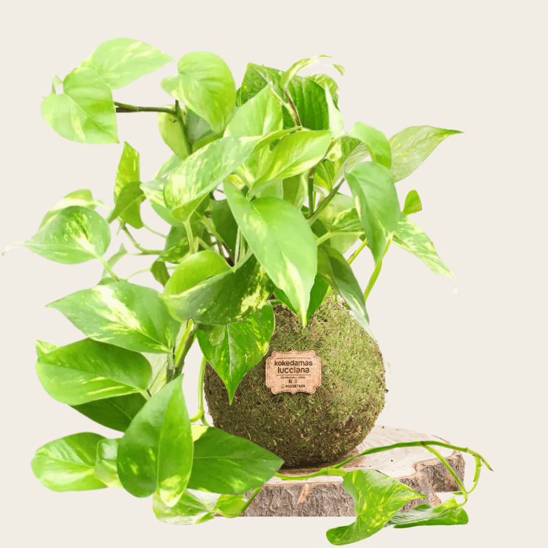 Kokedama Potus - Bola de Musgo - Kokedamas Lucciana