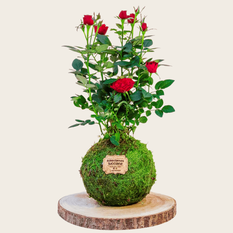 Kokedama Rosa Roja - Kokedamas Lucciana