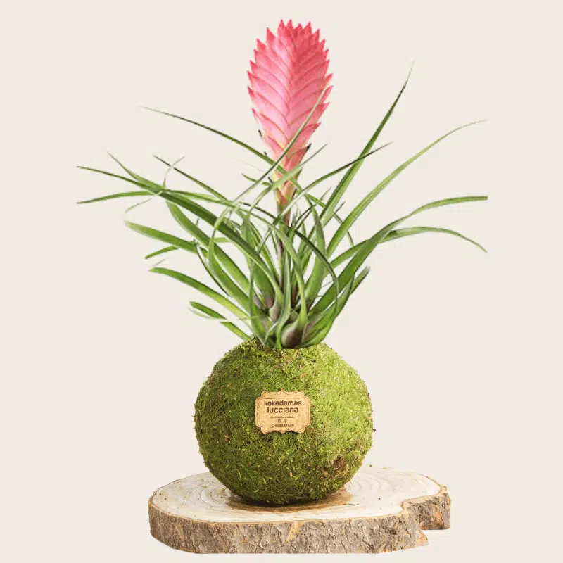 Kokedama Tillandsia Rosa - Kokedamas Lucciana