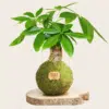 Kokedama Pachira - Kokedamas Lucciana