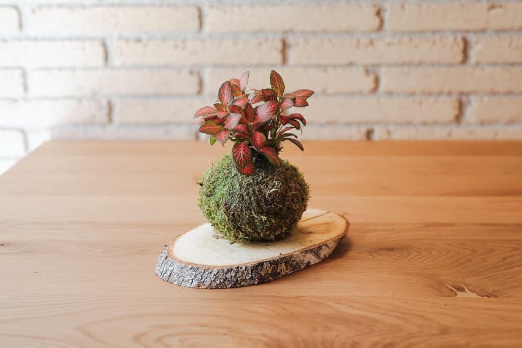 Kokedama Mini de Fittonia - Imagen 2