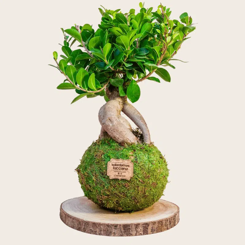 Kokedama Ficus Ginseng - Kokedamas Lucciana