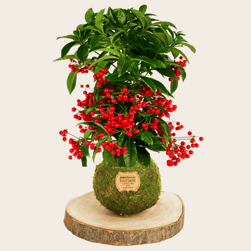 Kokedama Ardisia - Kokedamas Lucciana