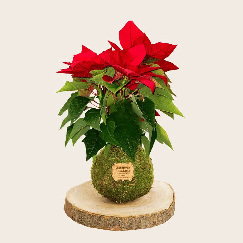 Kokedama Poinsettia - Kokedamas Lucciana