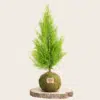 Kokedama Ciprés Limón - Kokedamas Lucciana