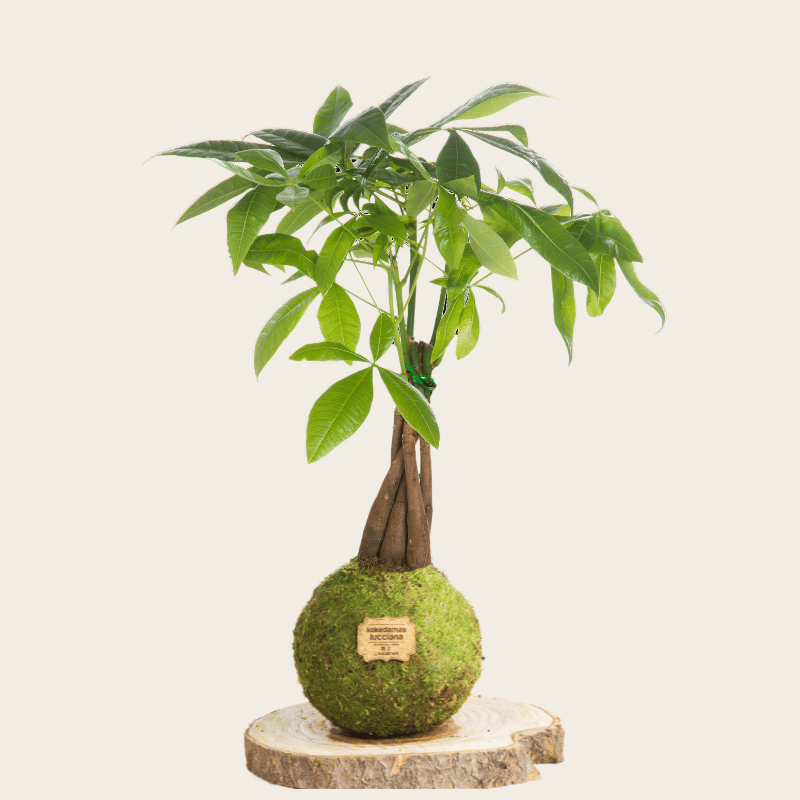 Kokedama Pachira Trenzada - Kokedamas Lucciana