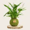 Kokedama Lírio de la Paz - Kokedamas Lucciana