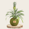 Kokedama Piña Mini - Kokedamas Lucciana