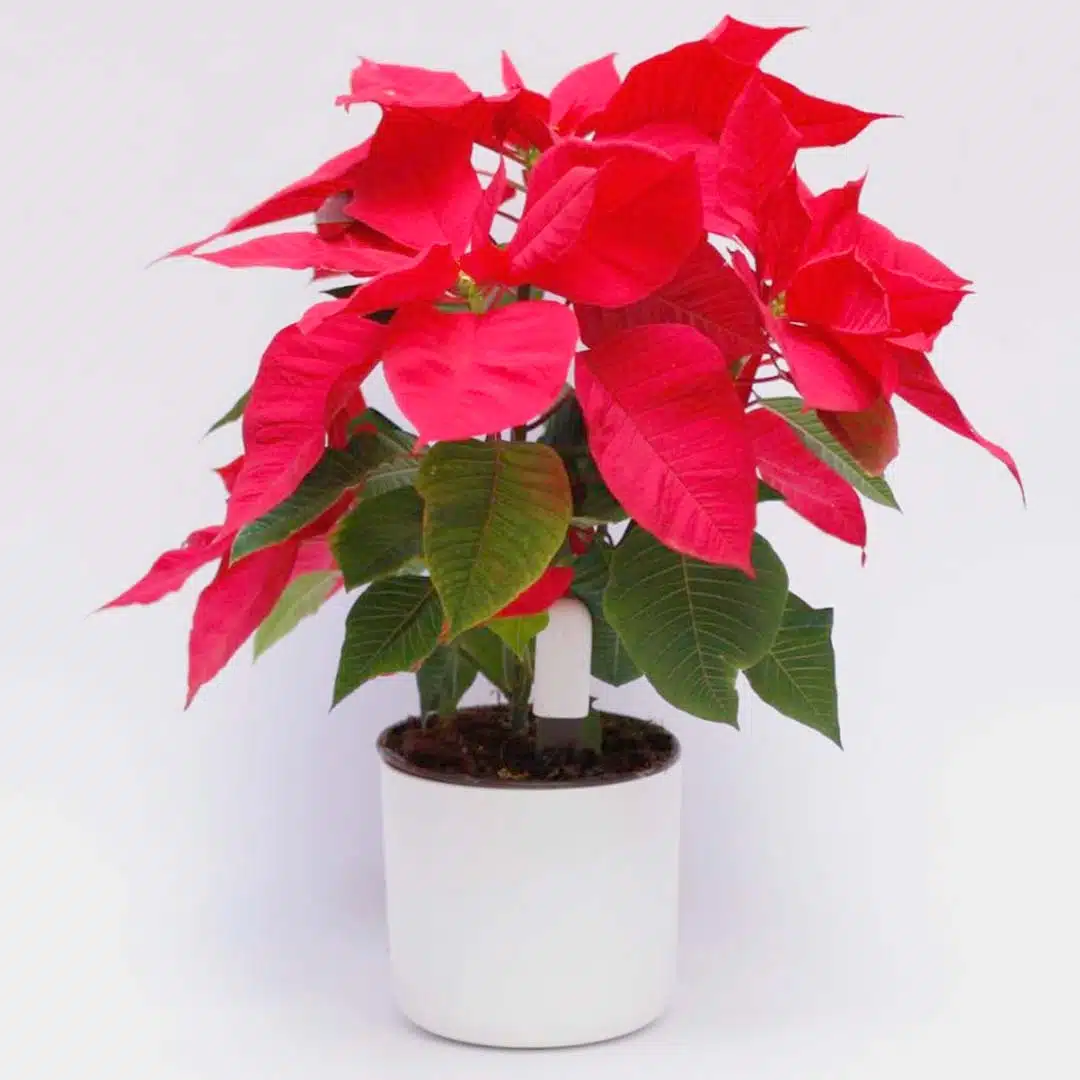 Flor de Navidad con maceta