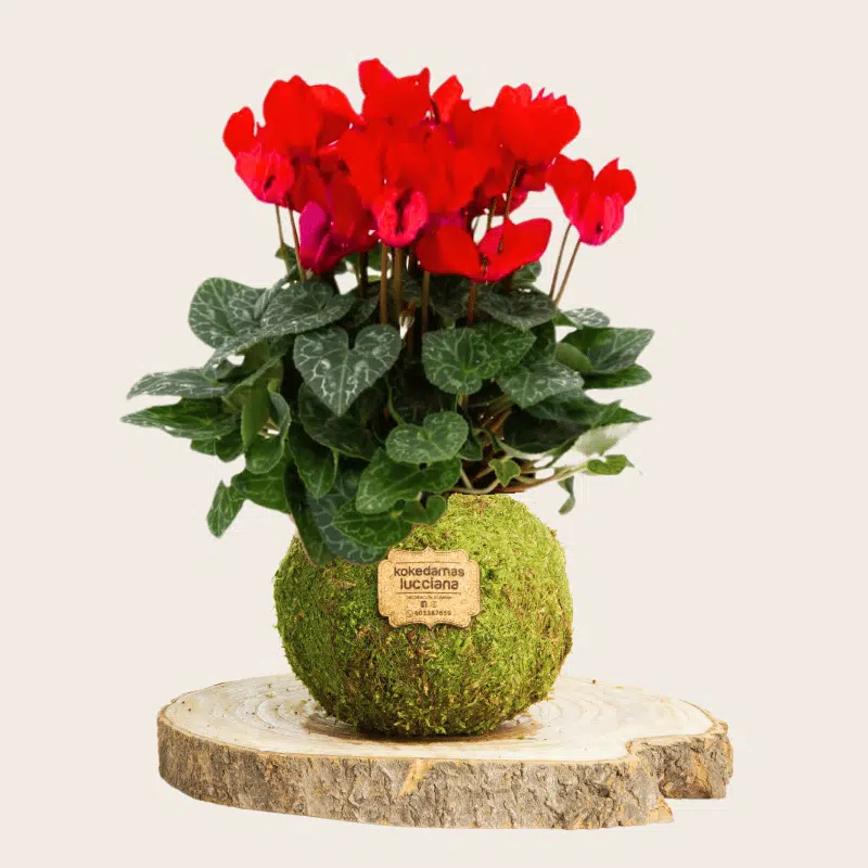 Kokedama Cyclamen