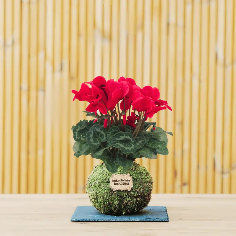 Kokedama Cyclamen - Imagen 2