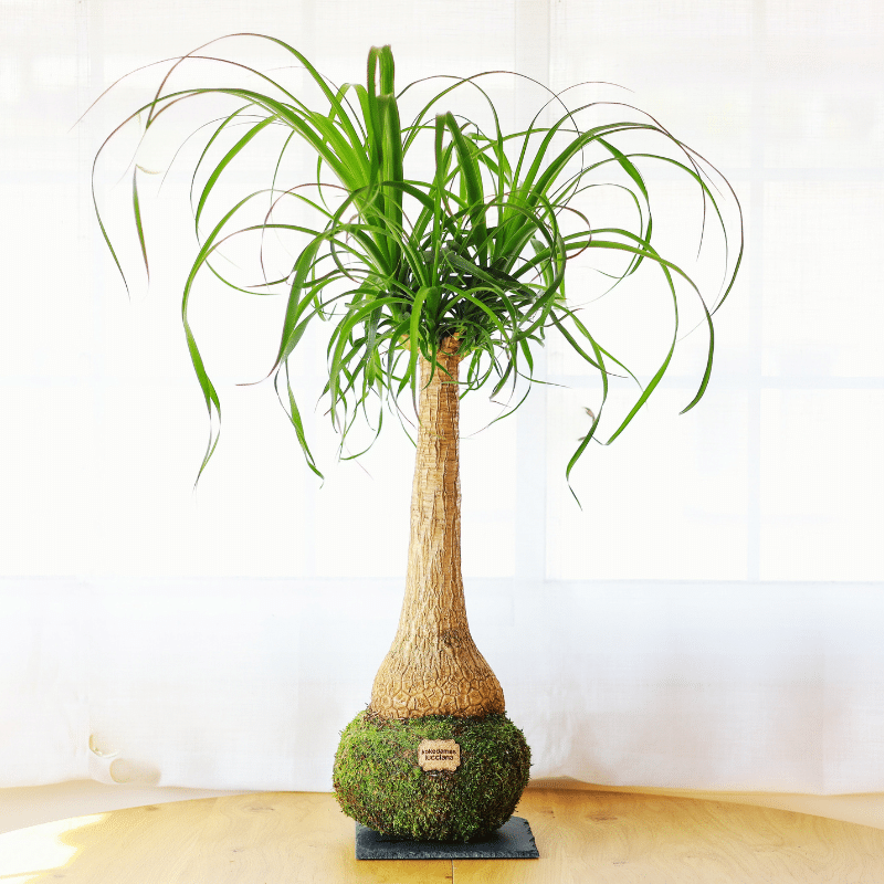 Kokedama Beaucarnea XL