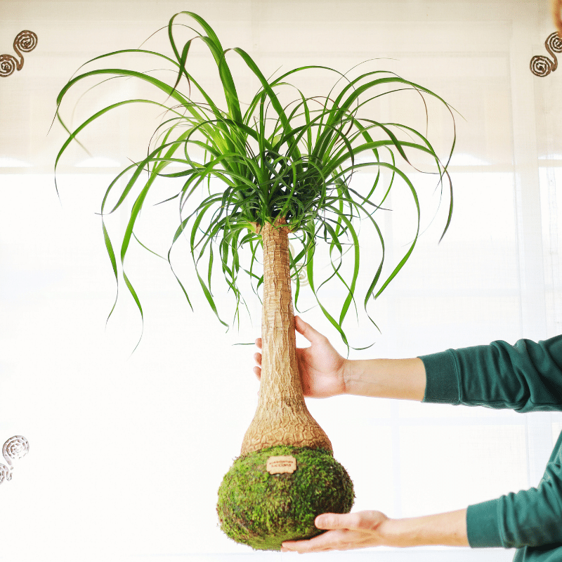 Kokedama Beaucarnea XL - Imagen 2