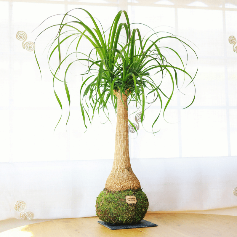 Kokedama Beaucarnea XL - Imagen 3