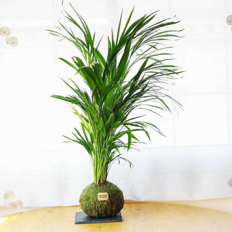 Kokedama Palmera Areca XL