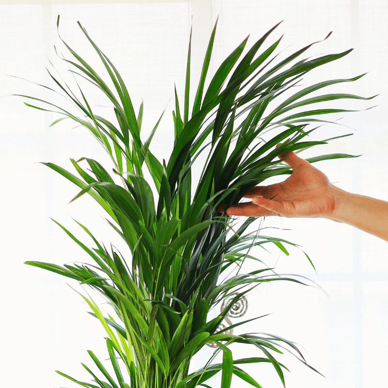 Kokedama Palmera Areca XL - Imagen 2